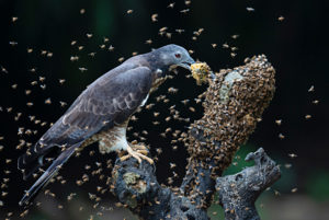 Oriental / Crested honey buzzard (Pernis ptilorhynchus) feeding on honeycomb surrounded by bees, Chayi, Taiwan
