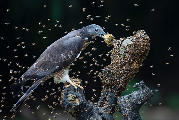 Oriental / Crested honey buzzard (Pernis ptilorhynchus) feeding on honeycomb surrounded by bees, Chayi, Taiwan