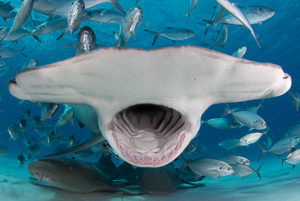 Great hammerhead shark (Sphyrna mokarran) mouth wide open, feeding in shallow water, surrounded by fish. South Bimini Island, Bahamas.