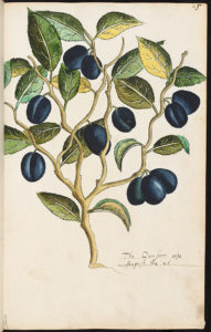 The Bodleian Libraries, The University of Oxford, MS. Ashmole 1461, fol. 65r. Tradescant's Orchard. The Damsonn'. Ripe 26 Aug. 17th century, early (after 1611)