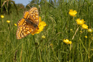 Marsh fritillary butterfly (Euphydryas aurinia) nectaring on a Meadow buttercup (Ranunculus acris) flower in a chalk grassland meadow, Wiltshire, UK, June.