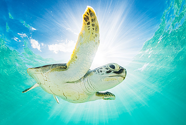 Green sea turtle (Chelonia mydas) swimming near surface in halo of light. The Bahamas.