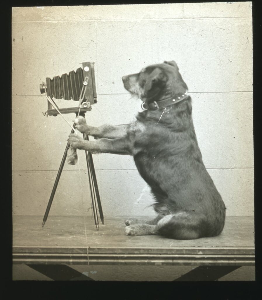 dog and camera glass slide Kennel Club©