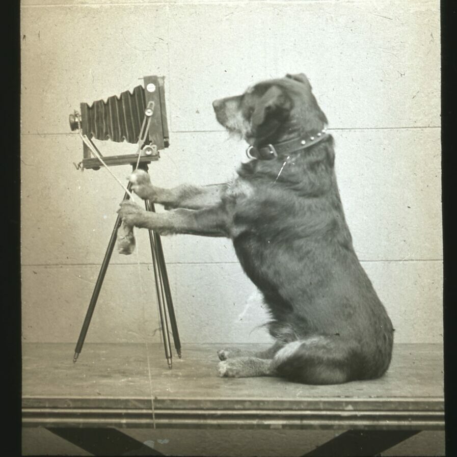 dog and camera glass slide Kennel Club©